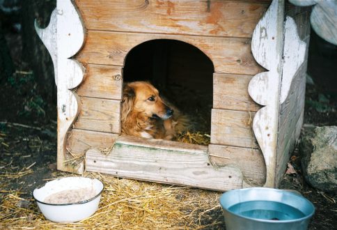 brown long coated dog in brown wooden pet cage